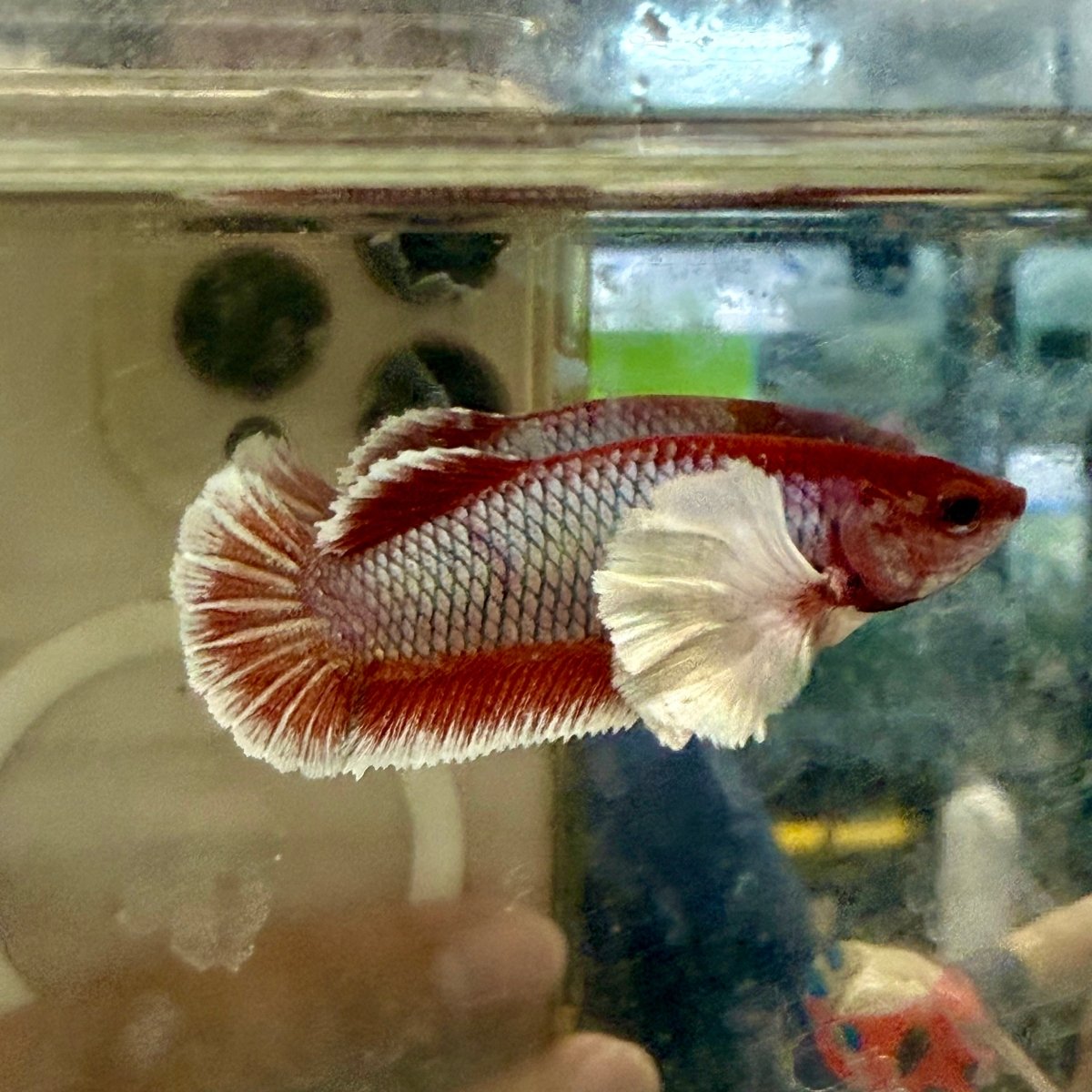 Dumbo Plakat Lavender Female Betta
