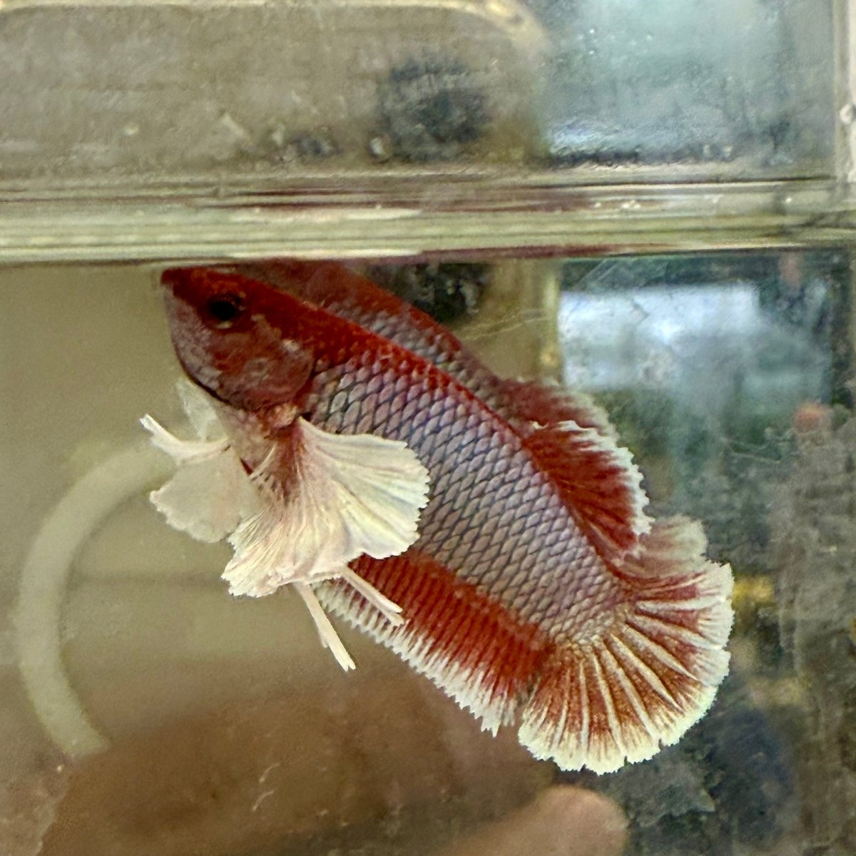 Dumbo Plakat Lavender Female Betta