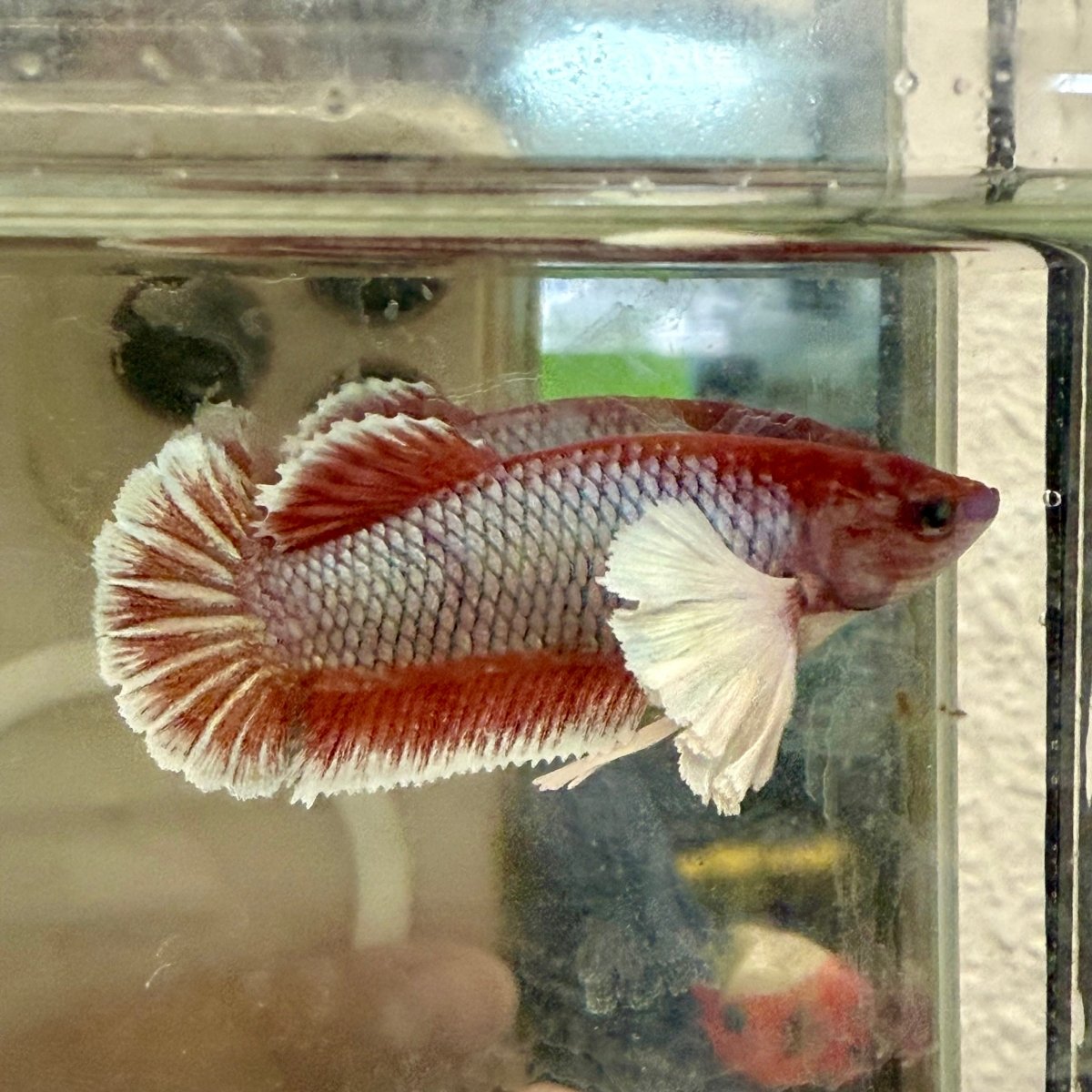 Dumbo Plakat Lavender Female Betta