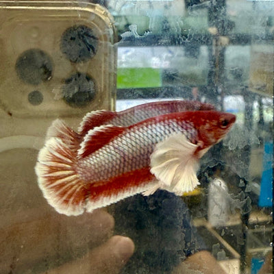 Dumbo Plakat Lavender Female Betta