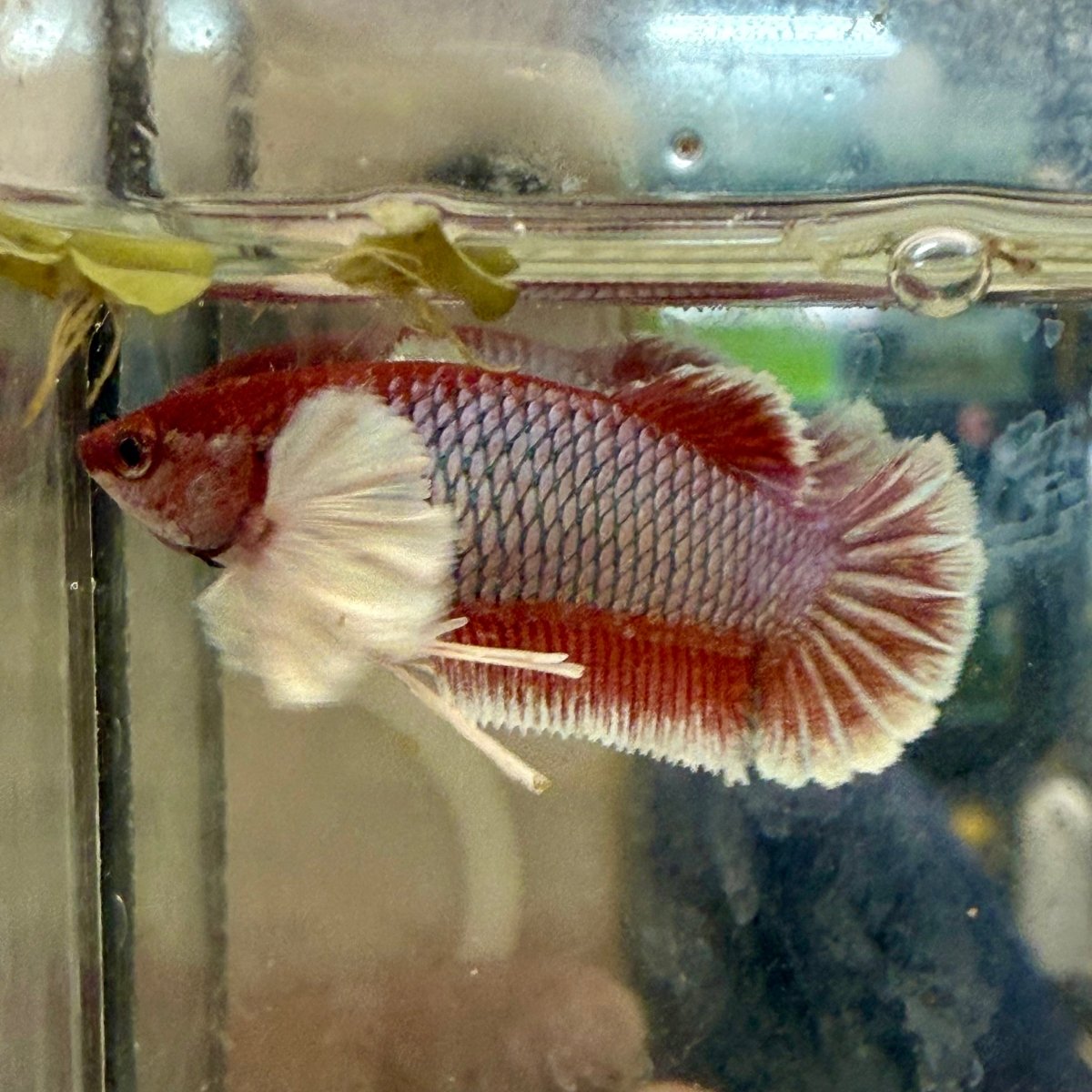 Dumbo Plakat Lavender Female Betta