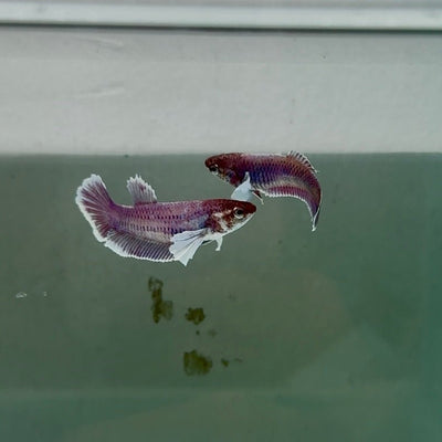 Dumbo Plakat Lavender Female Betta N23,N24