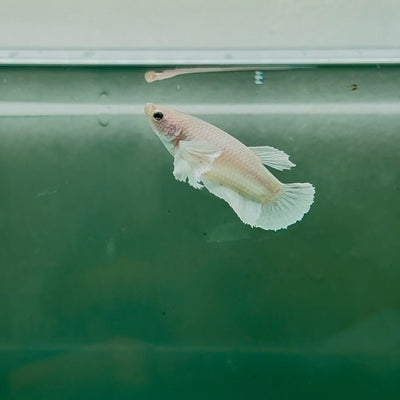 Dumbo Plakat Super White Female Betta N19,N20