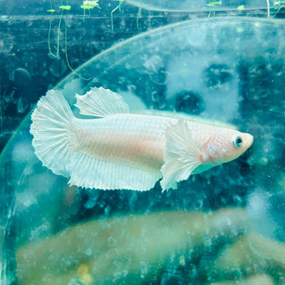 Dumbo Plakat Super White Female Betta N20