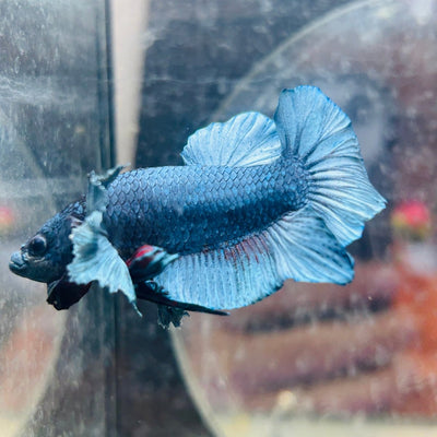 Dumbo Steel Blue Plakat - Male Betta N41
