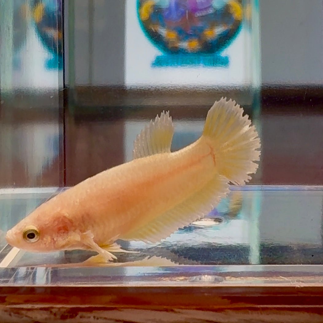 Dumbo Super Gold A128 Plakat - Female Betta