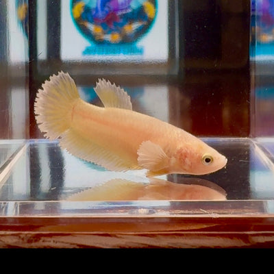 Dumbo Super Gold A128 Plakat - Female Betta