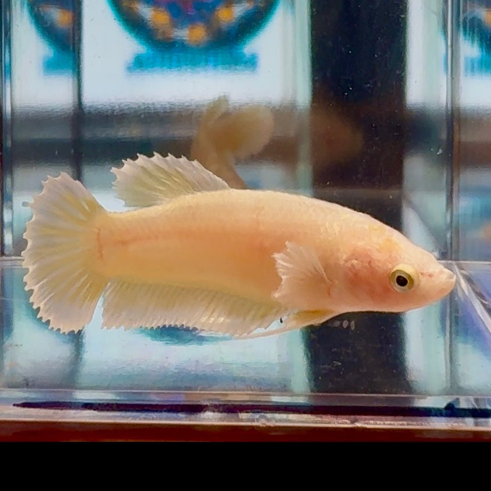 Dumbo Super Gold A93 Plakat - Female Betta
