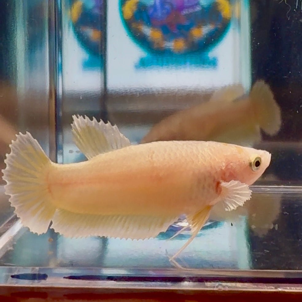 Dumbo Super Gold A93 Plakat - Female Betta