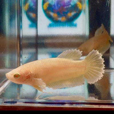 Dumbo Super Gold A93 Plakat - Female Betta