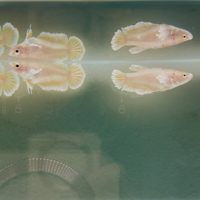 Dumbo Super Gold S02 Plakat - Female Betta