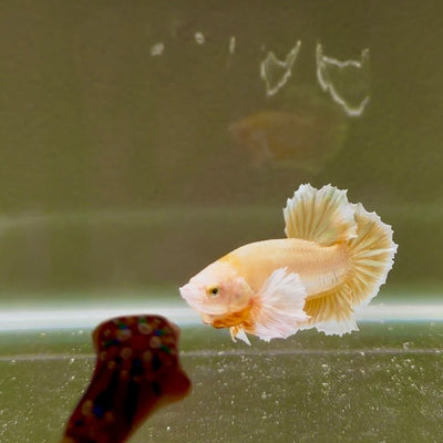 Dumbo Super Gold Sawtail S06 Plakat - Male Betta