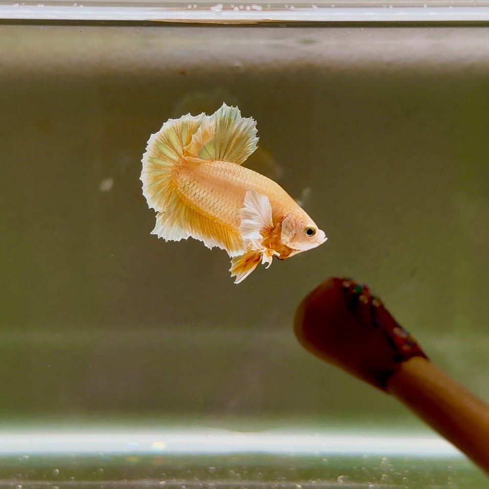 Dumbo Super Gold Sawtail S06 Plakat - Male Betta