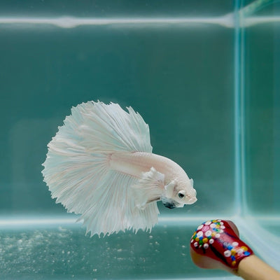Dumbo Super White Rosetail S03 Halfmoon - Male Betta