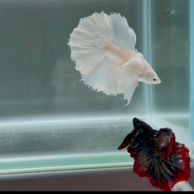 Dumbo Super White Rosetail S04 Halfmoon - Male Betta