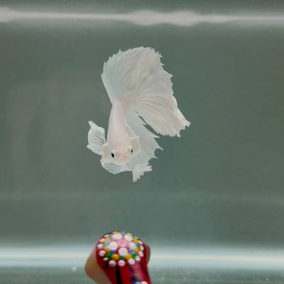 Dumbo Super White Rosetail S19 Halfmoon - Male Betta