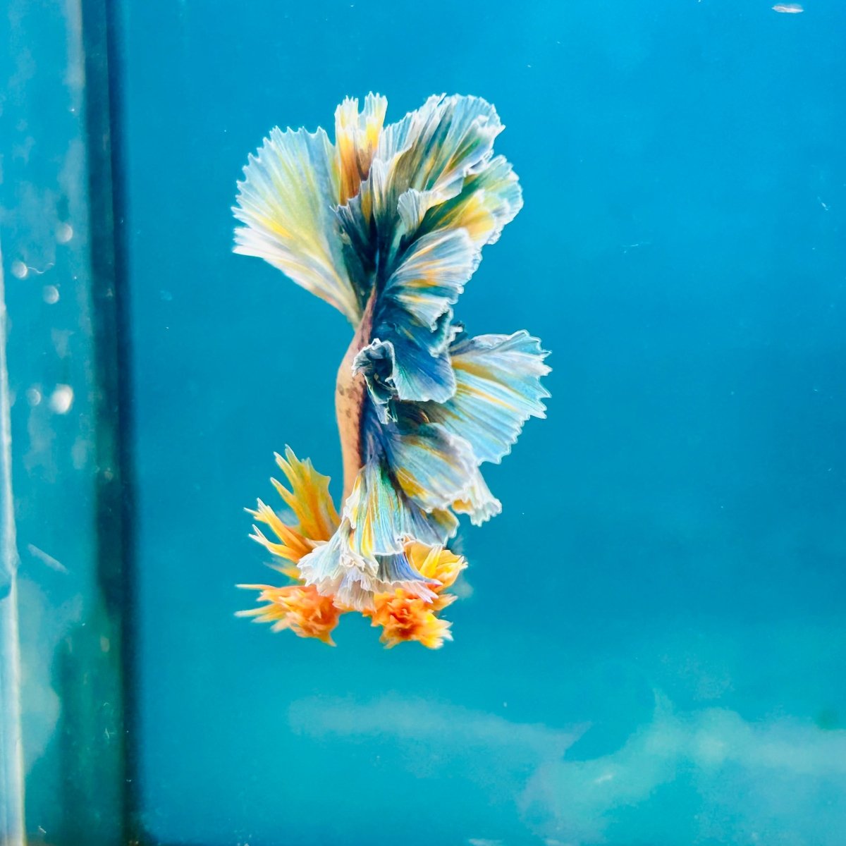 Feather Tail Light Blue King - Male Betta 180