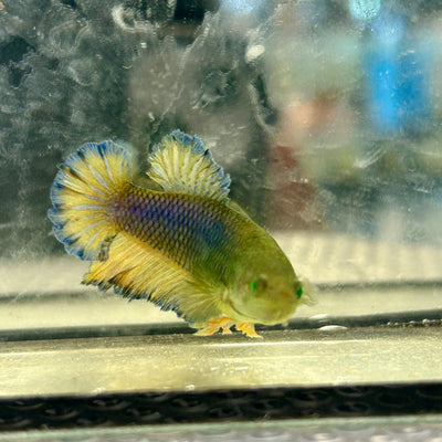 Feather Tail Yellow Mustard King neon - Female Betta 164
