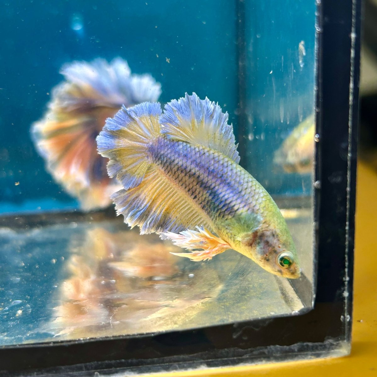 Feather Tail Yellow Mustard King neon - Female Betta M56