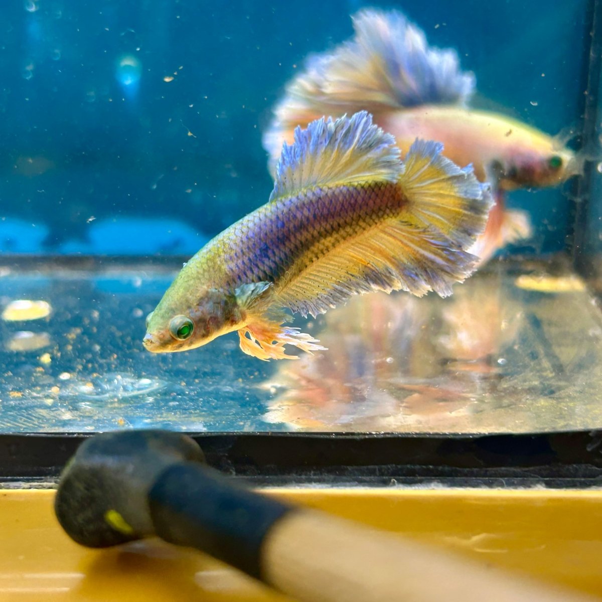 Feather Tail Yellow Mustard King neon - Female Betta M56