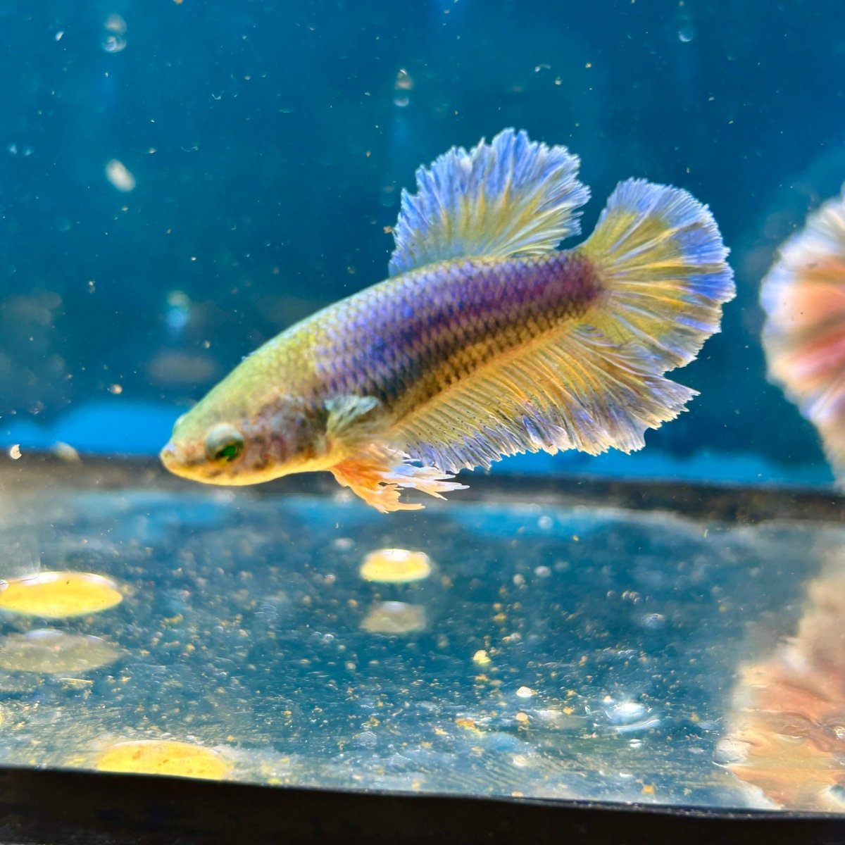 Feather Tail Yellow Mustard King neon - Female Betta M56