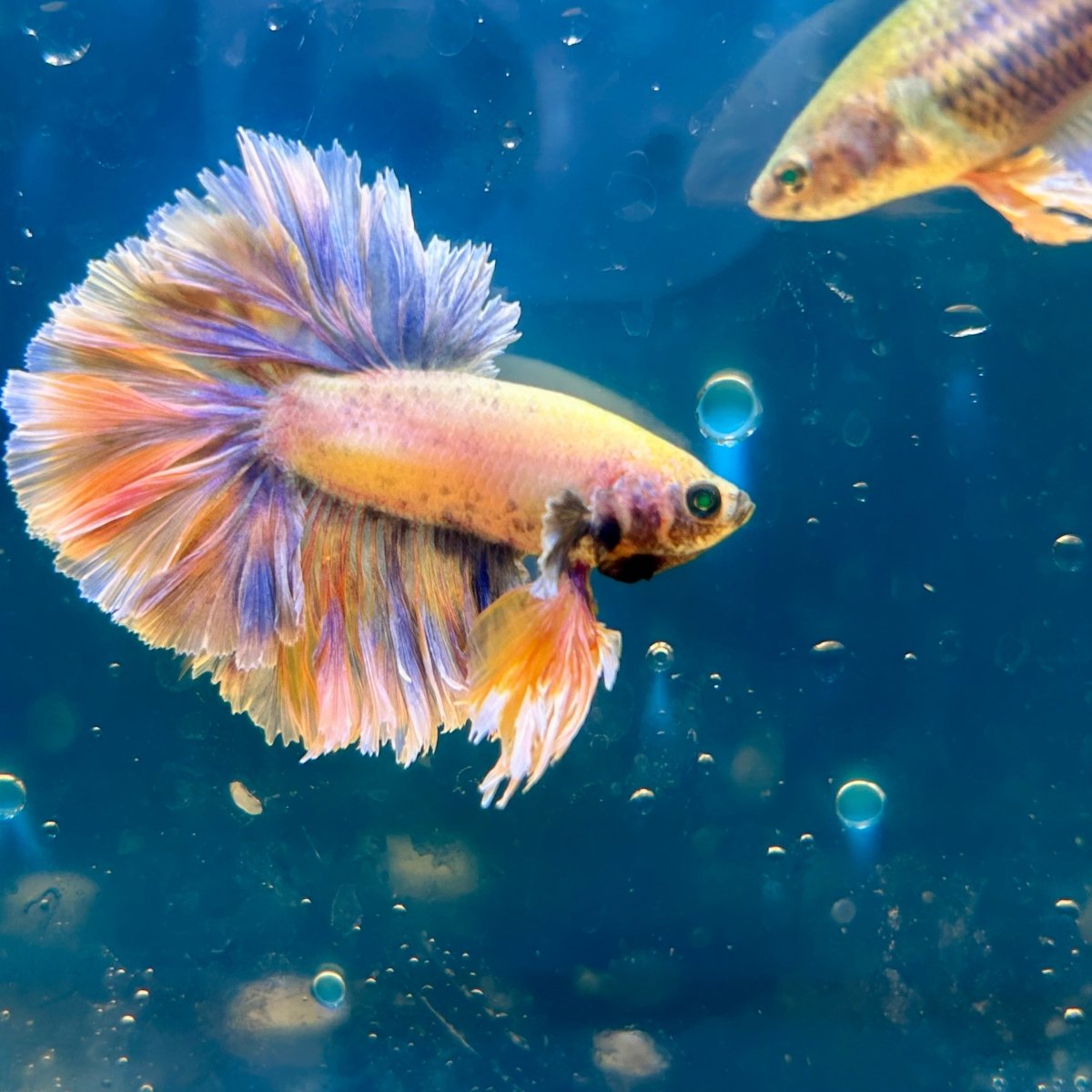 Feather Tail Yellow Mustard King neon - Male Betta M56