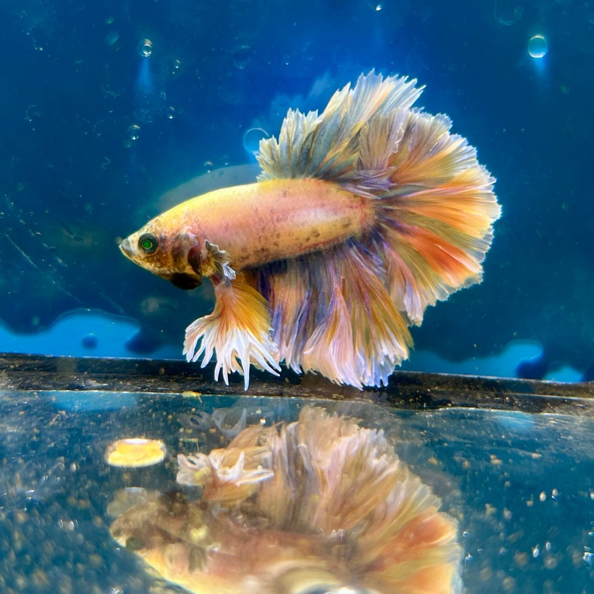 Feather Tail Yellow Mustard King neon - Male Betta M56