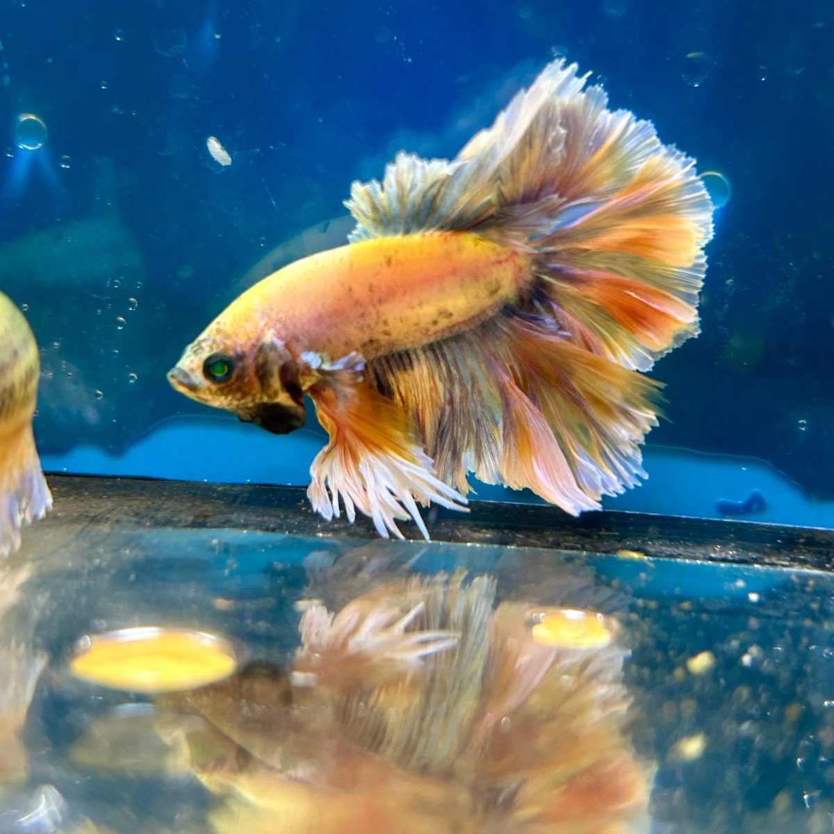 Feather Tail Yellow Mustard King neon - Male Betta M56