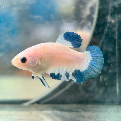 Female Betta Blue Rim Plakat 020
