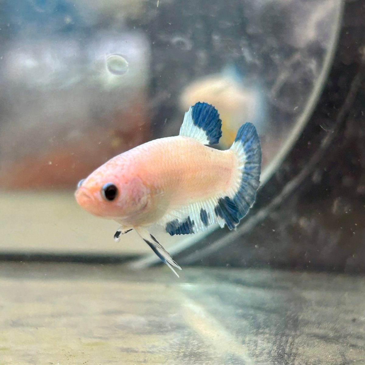 Female Betta Blue Rim Plakat 020