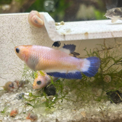 Female Betta Blue Rim Plakat 112