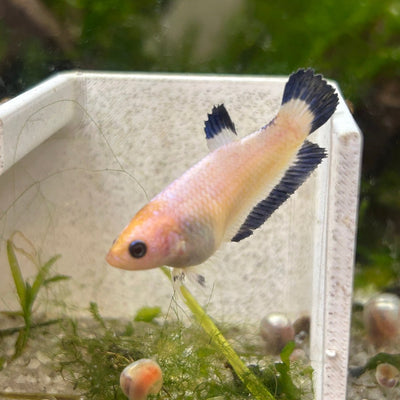 Female Betta Blue Rim Plakat 168