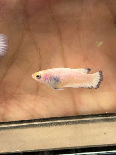 Female Betta Blue Rim Plakat