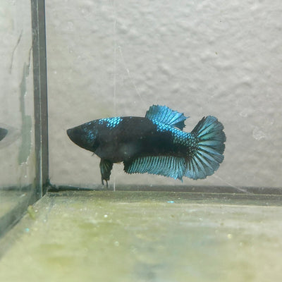 Female Betta Fish Black Light Plakat 052