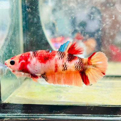 Female Betta Nemo Koi Plakat 091
