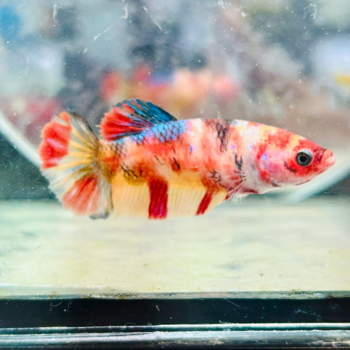 Female Betta Nemo Koi Plakat 173