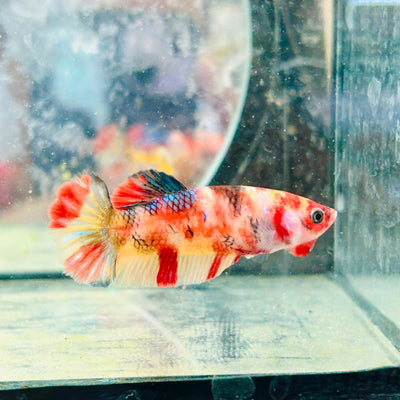 Female Betta Nemo Koi Plakat 173