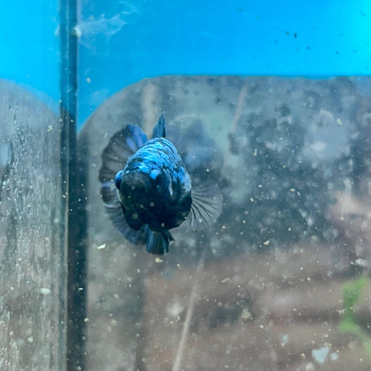 Female Betta Plakat Avarta Blue 149