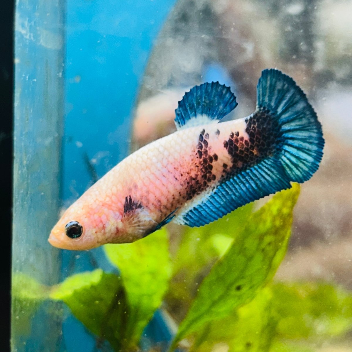 Female Betta Plakat Blue Rim 103