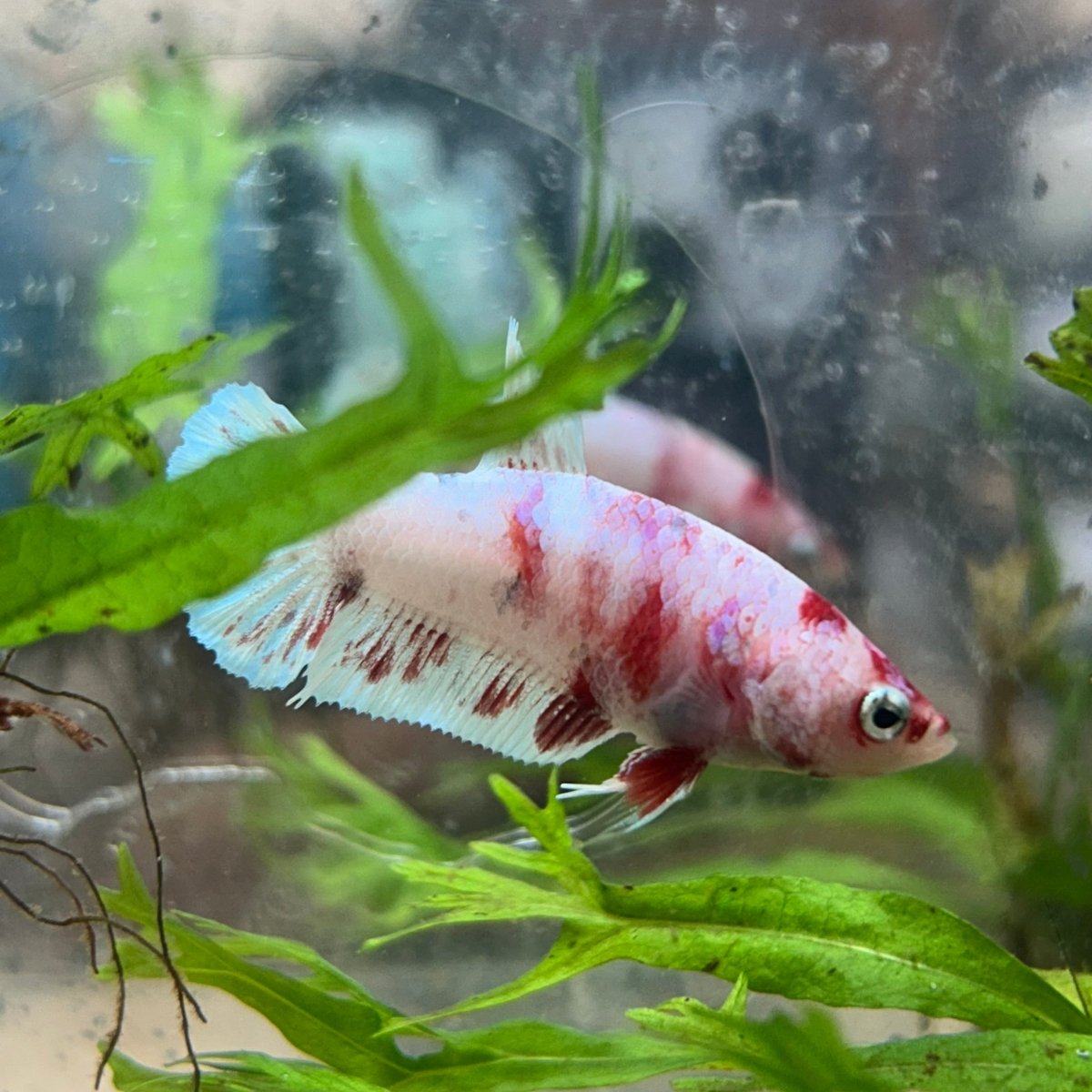 Female Betta Plakat Koi Red Snow 035