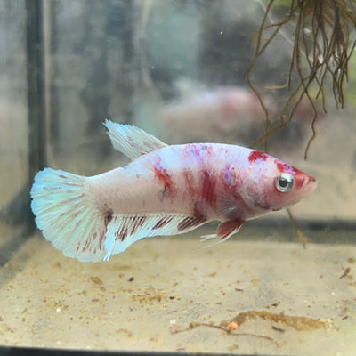 Female Betta Plakat Koi Red Snow 035