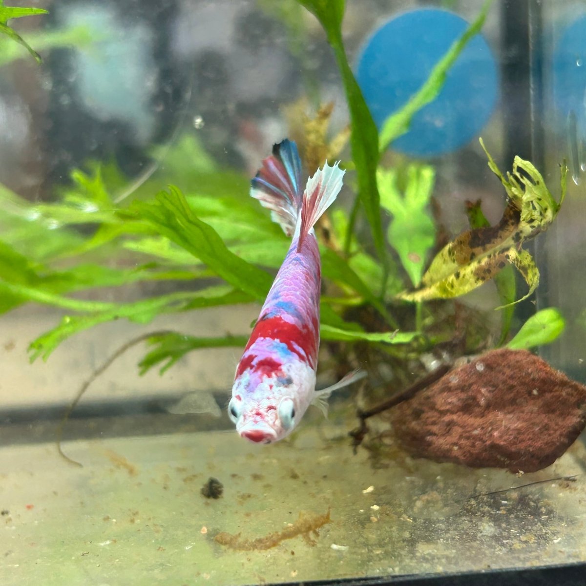 Female Betta Plakat Koi Red Snow 070