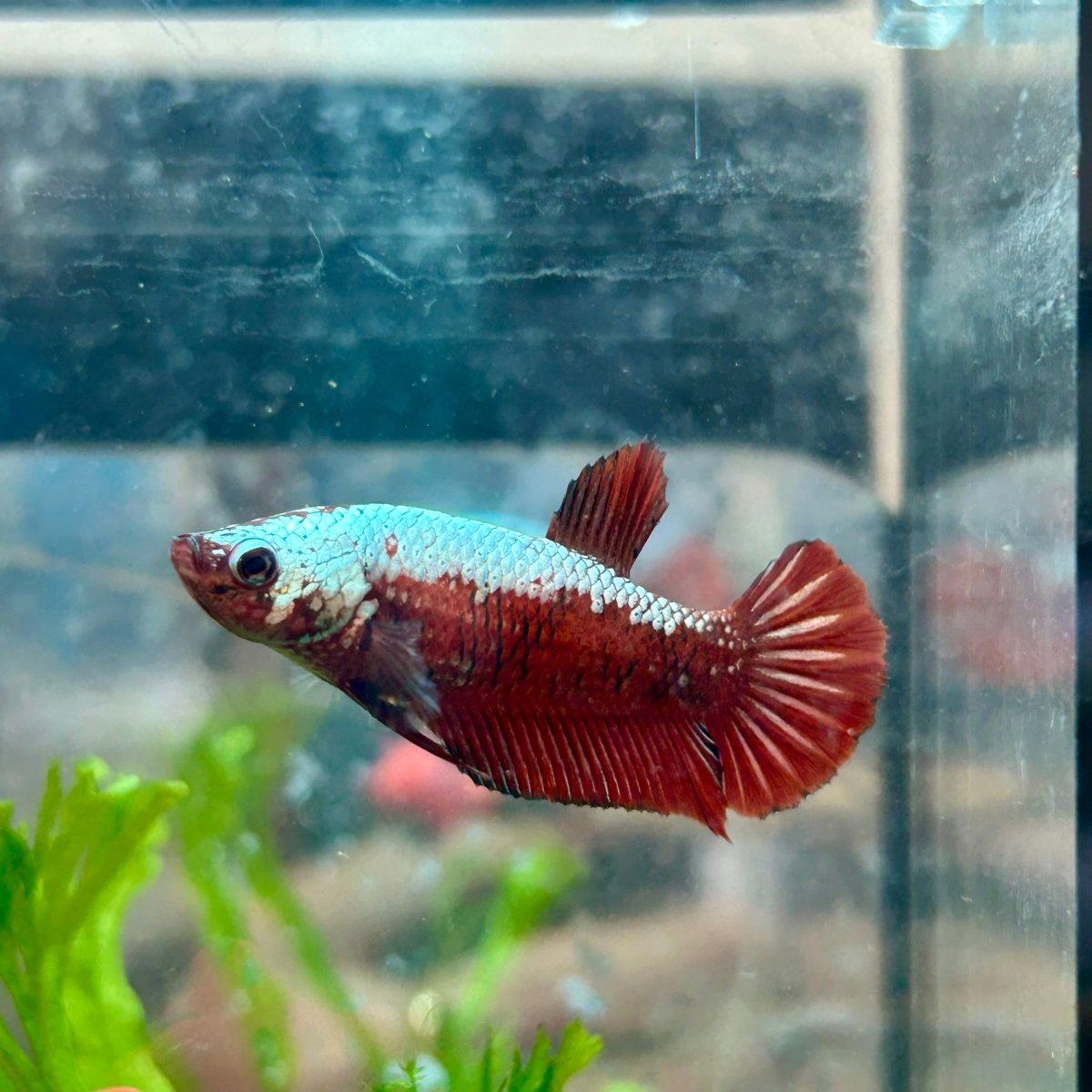 Female Betta Plakat Red Samurai