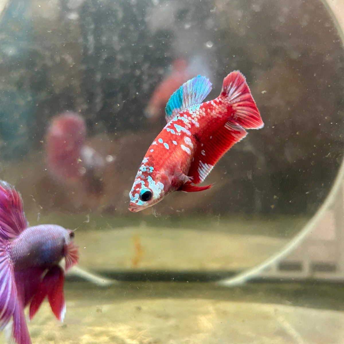 Female Betta Red Purple Koi Plakat 189