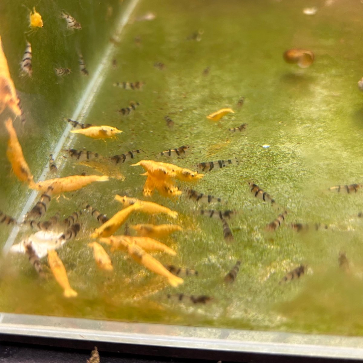 Fired Yellow Neocaridina Shrimp - Good Grade