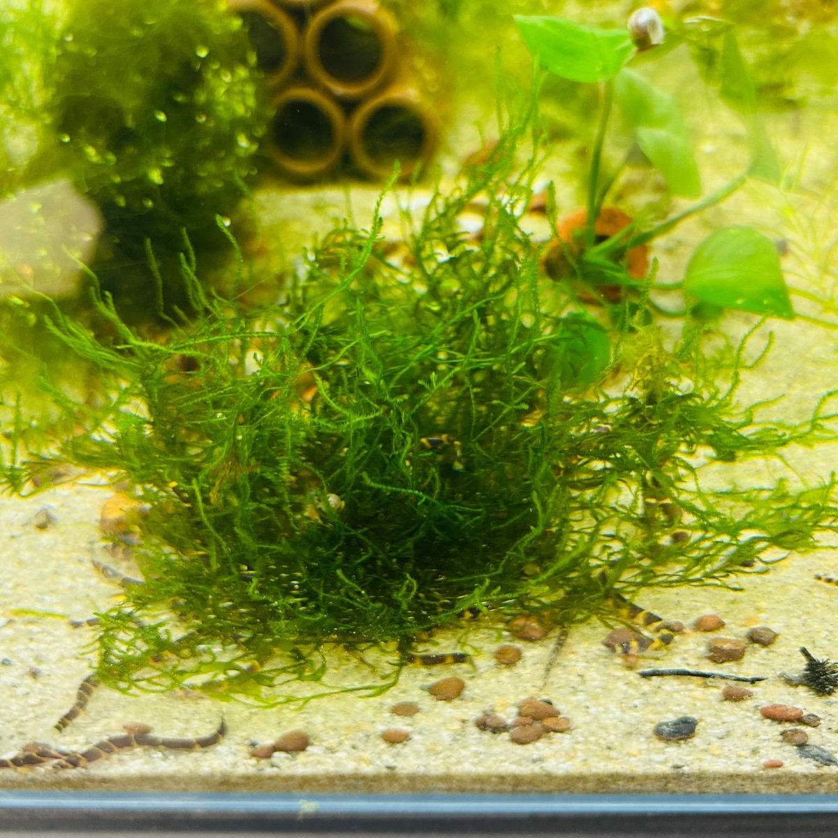 Flame Moss Pad