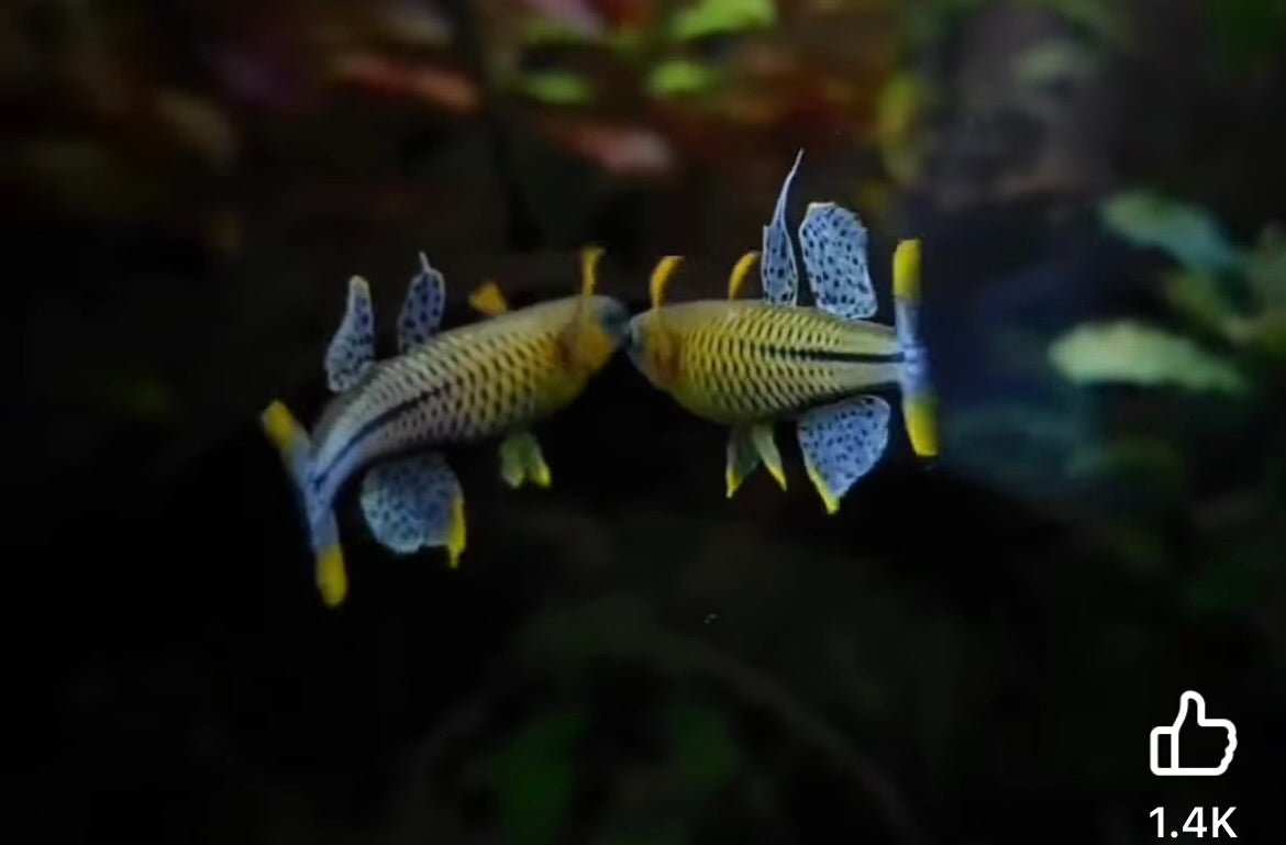 Gertrudae Rainbow - Nano Fish