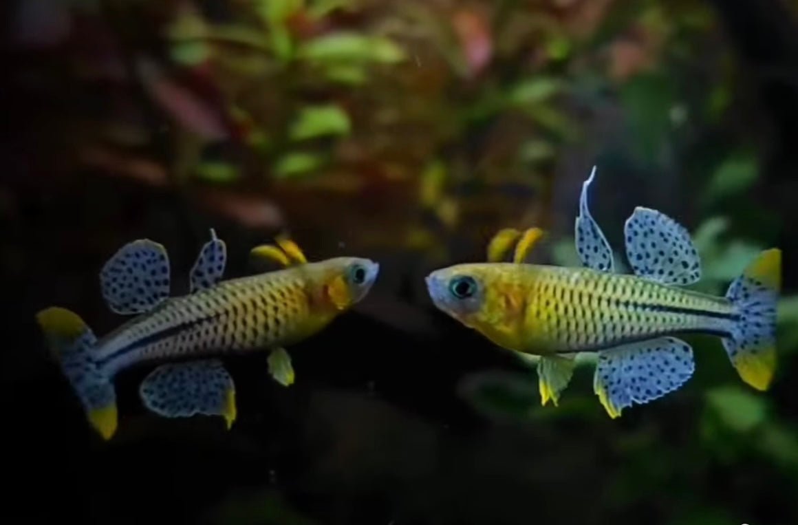 Gertrudae Rainbow - Nano Fish