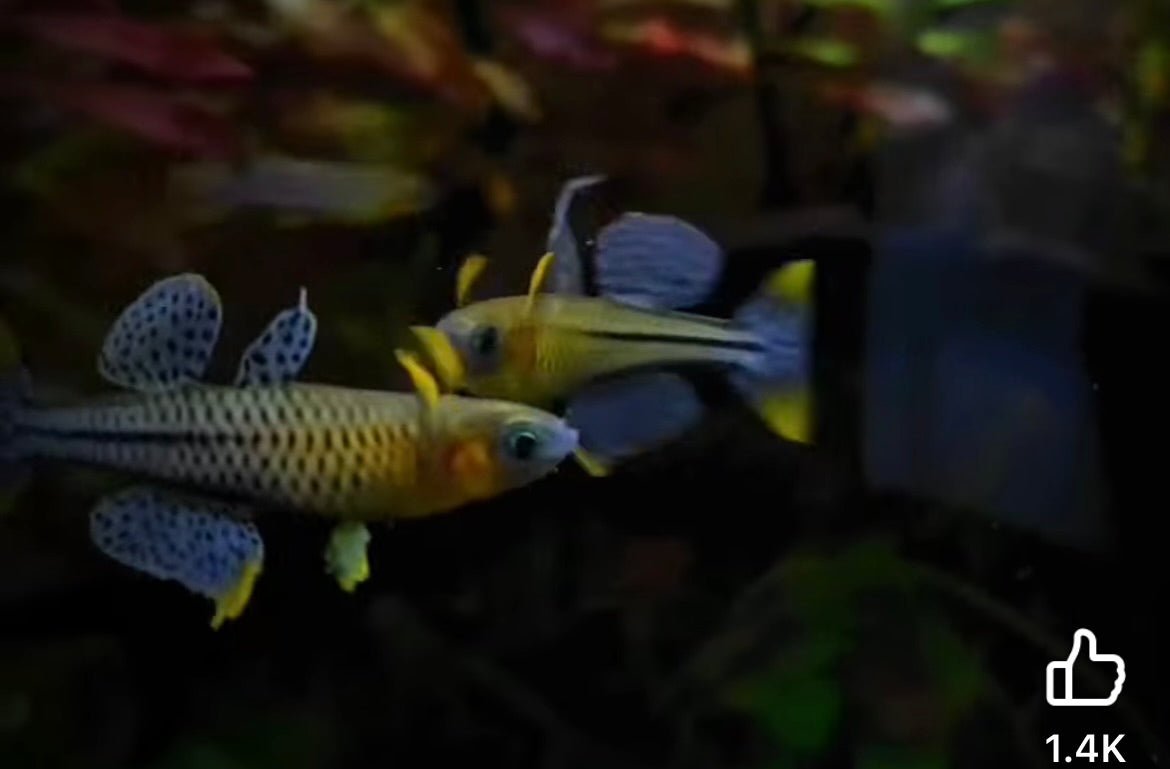 Gertrudae Rainbow - Nano Fish