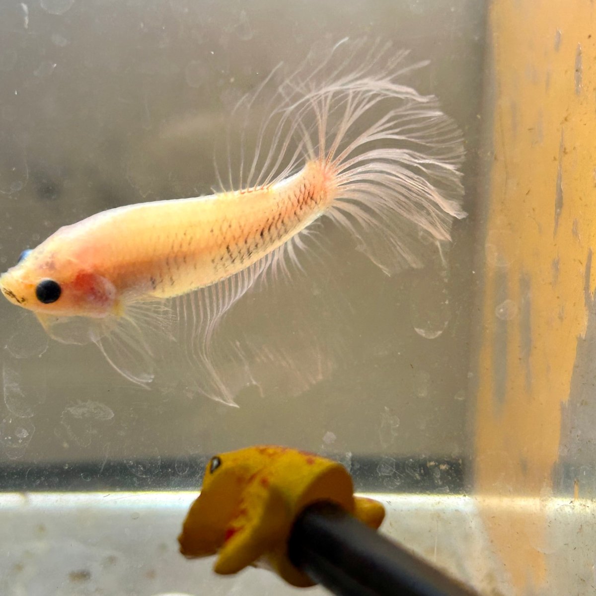 Ghost Halfmoon - Male Betta